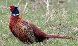 山鸡鱼的爆料方法大全视频,视频解析全方位爆料技巧